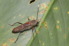 Thranius bimaculatus