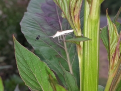 Chariesterus antennator