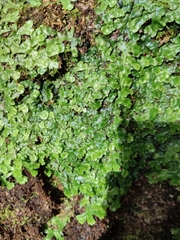 Conocephalum conicum