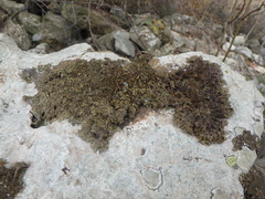 Xanthoparmelia pulla