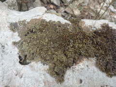 Xanthoparmelia pulla