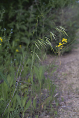 Bromus squarrosus