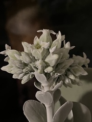 Kalanchoe luciae