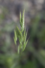 Bromus squarrosus