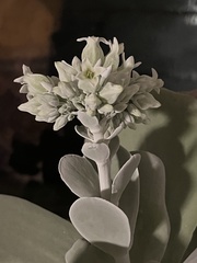 Kalanchoe luciae
