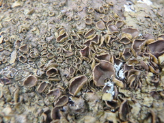 Xanthoparmelia pulla