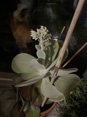 Kalanchoe luciae