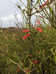 Gambelia juncea