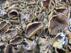 Xanthoparmelia pulla