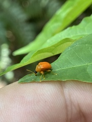 Clinolabus buqueti