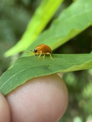 Clinolabus buqueti