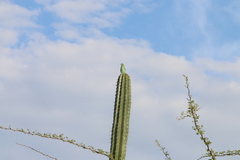 Forpus conspicillatus