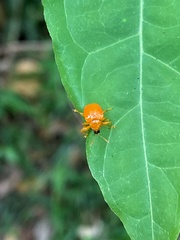 Clinolabus buqueti