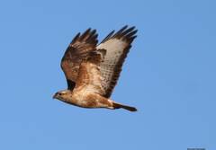 Buteo rufinus cirtensis