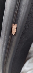 Cerastis faceta