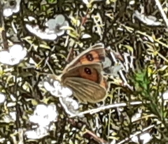 Argyrophenga antipodum