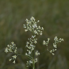 Silene wolgensis