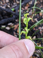 Prasophyllum