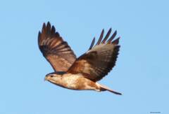 Buteo rufinus cirtensis
