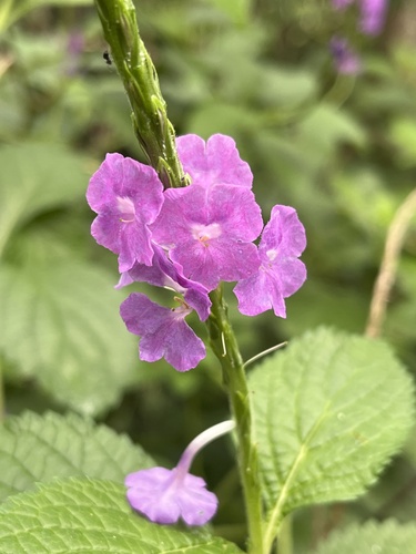 Stachytarpheta × trimenii