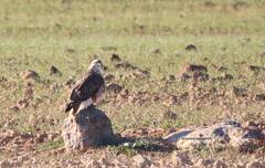Buteo rufinus cirtensis