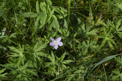 Geranium collinum