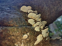 Fungi