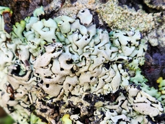 Menegazzia subsimilis