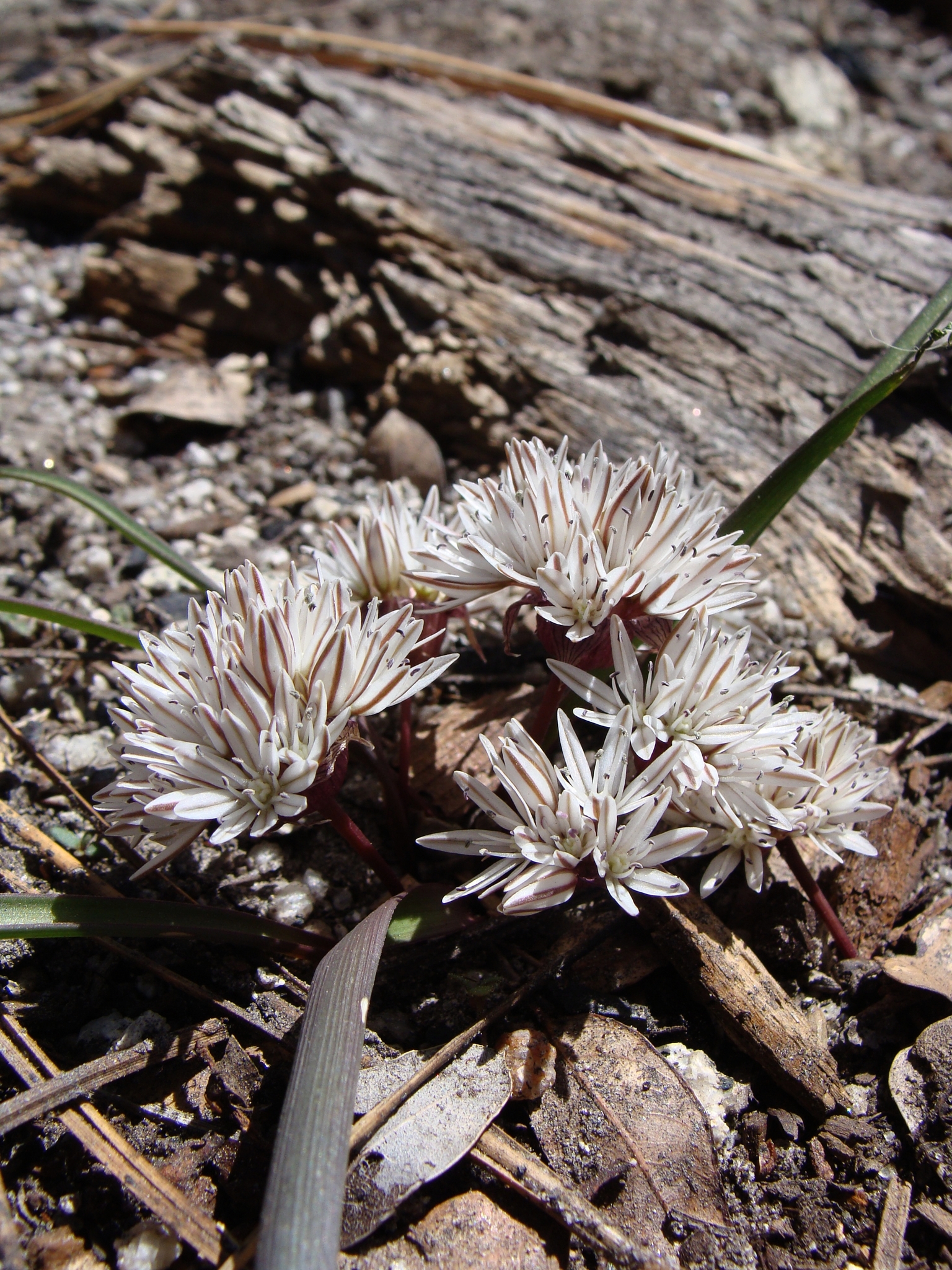 Allium obtusum