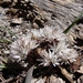 Subalpine Onion - Photo (c) western goblin, some rights reserved (CC BY-NC-SA)