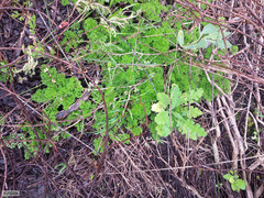 Annesorhiza macrocarpa