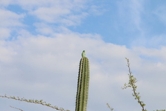 Forpus conspicillatus