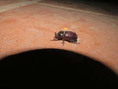 Archophileurus