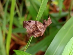 Helias phalaenoides