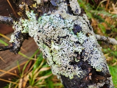 Menegazzia subsimilis