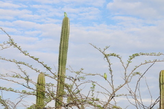 Forpus conspicillatus