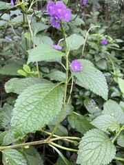 Stachytarpheta