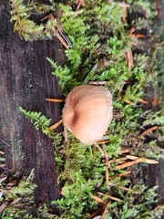 Neolentinus