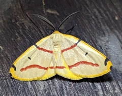 Phoenicocampa rubrifasciata
