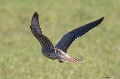 Falco biarmicus