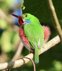 Todus multicolor