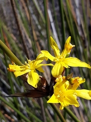Bobartia rufa