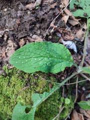 Pentaglottis sempervirens