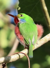 Todus multicolor