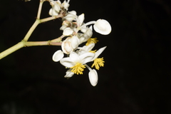 Begonia
