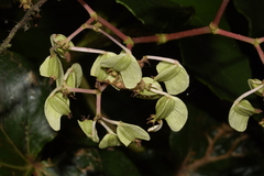 Begonia