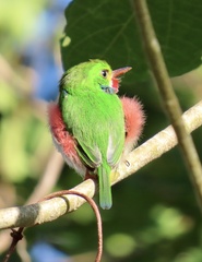 Todus multicolor