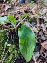 Pentaglottis sempervirens