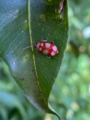 Omophoita sexnotata