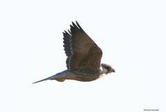 Falco biarmicus